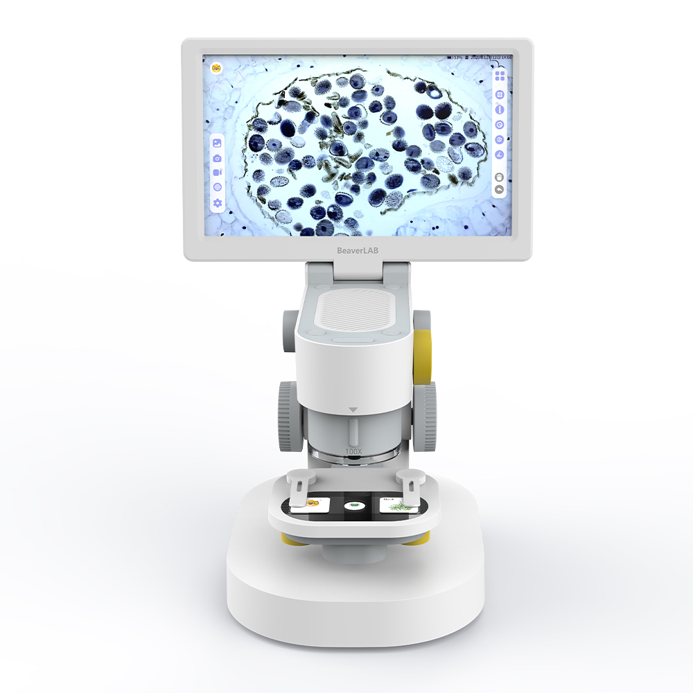 BeaverLab-mx-1000x1000-01.jpg